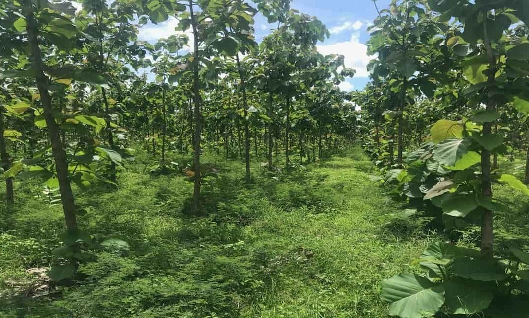 Investing in a Teak Wood Plantation, is it worth it?